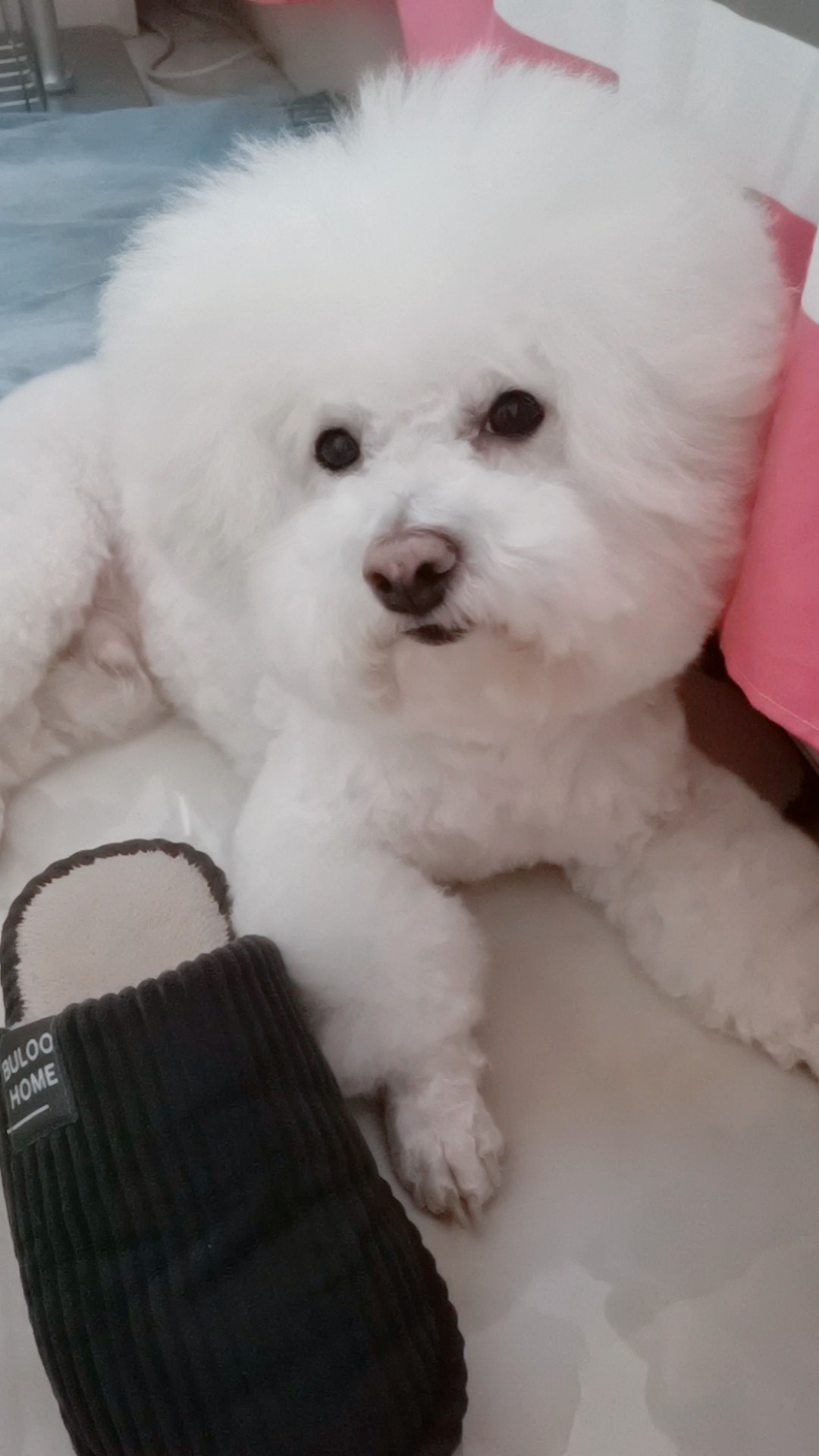 萌宠比熊#萌宝来袭