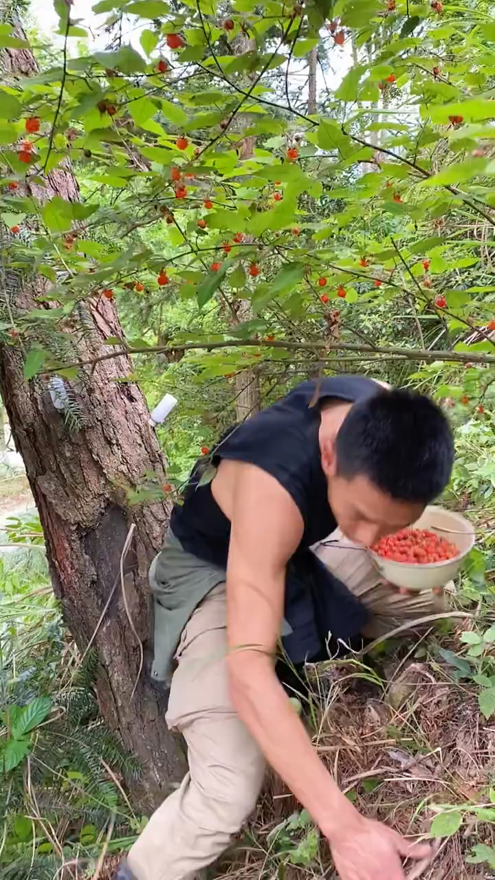 又到了一年一度摘野树莓的季节,无意中发现这片宝地!
