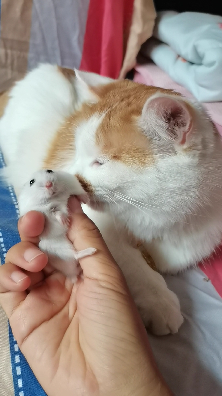 小仓鼠是从小养到大的,猫姐对它们也很好
