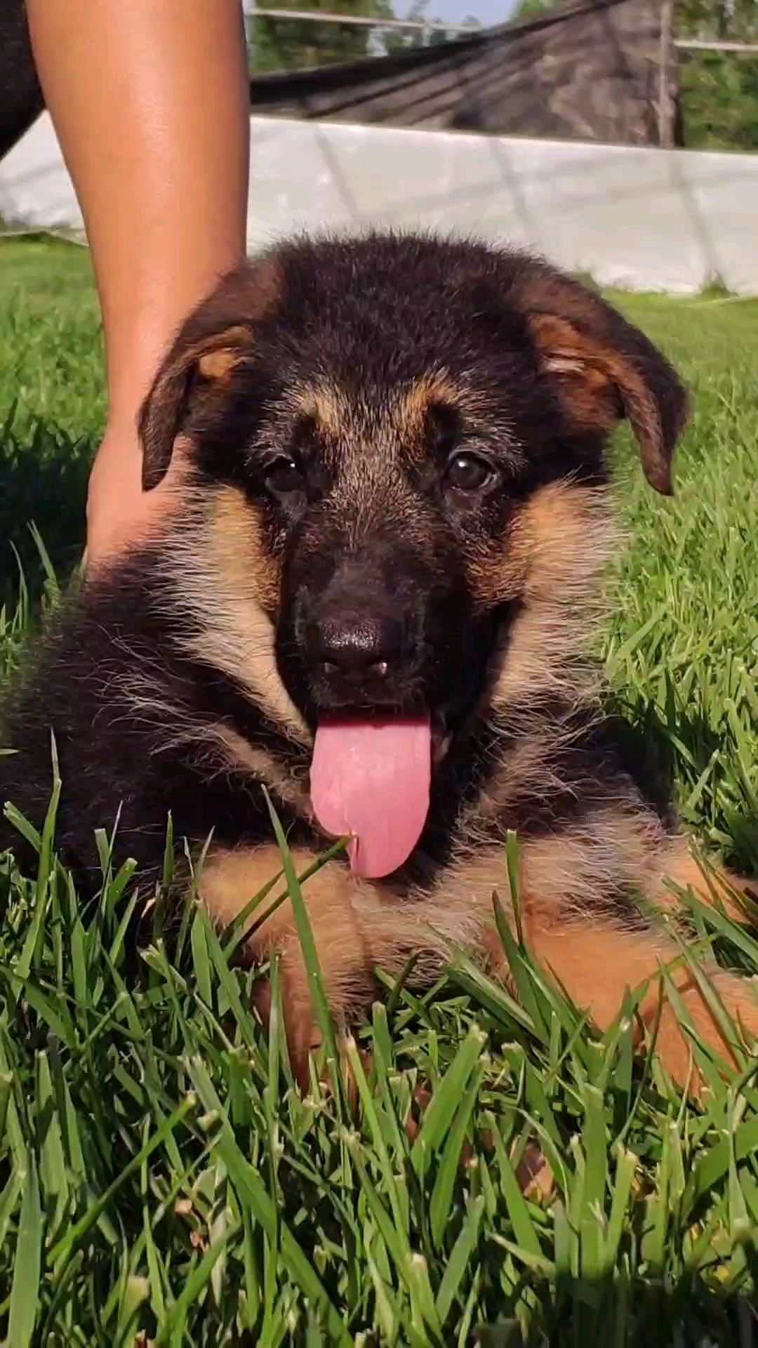 德牧#小帕寇作品快两个月了