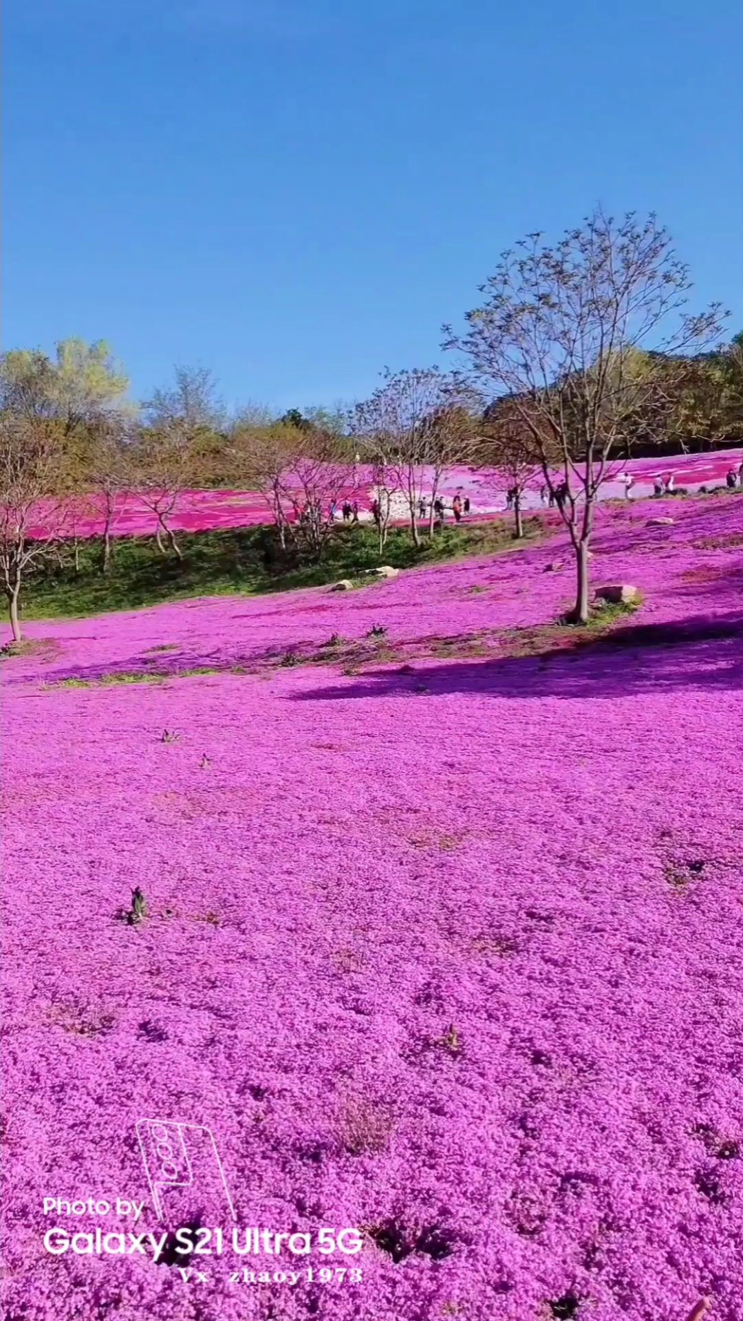 旅游进行时#昆嵛山花海
