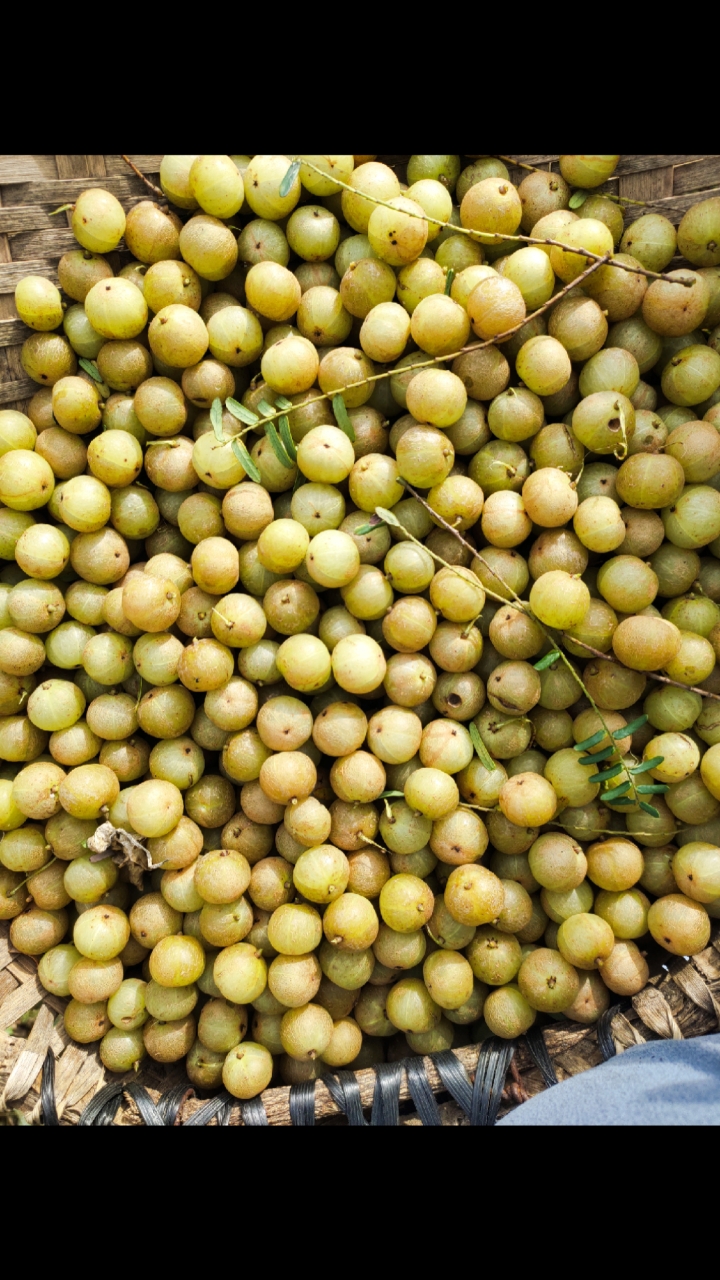 今天摘的赤皮油甘