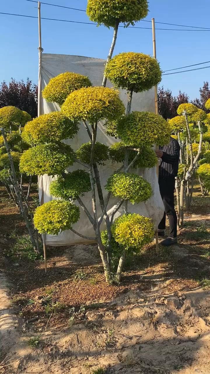 亮晶女贞造型树四季不落叶适合庭院别墅农家小院栽植