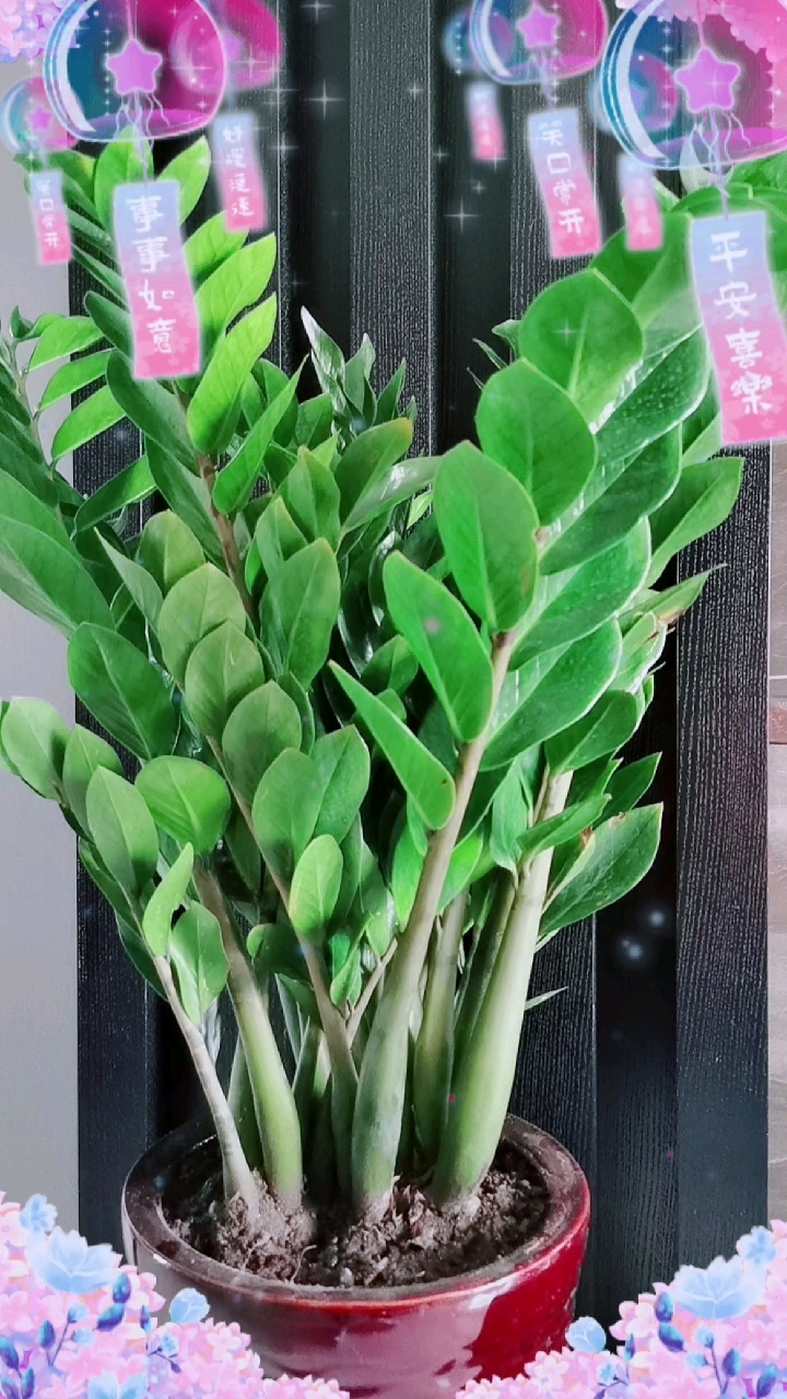 随拍#漂亮金钱树