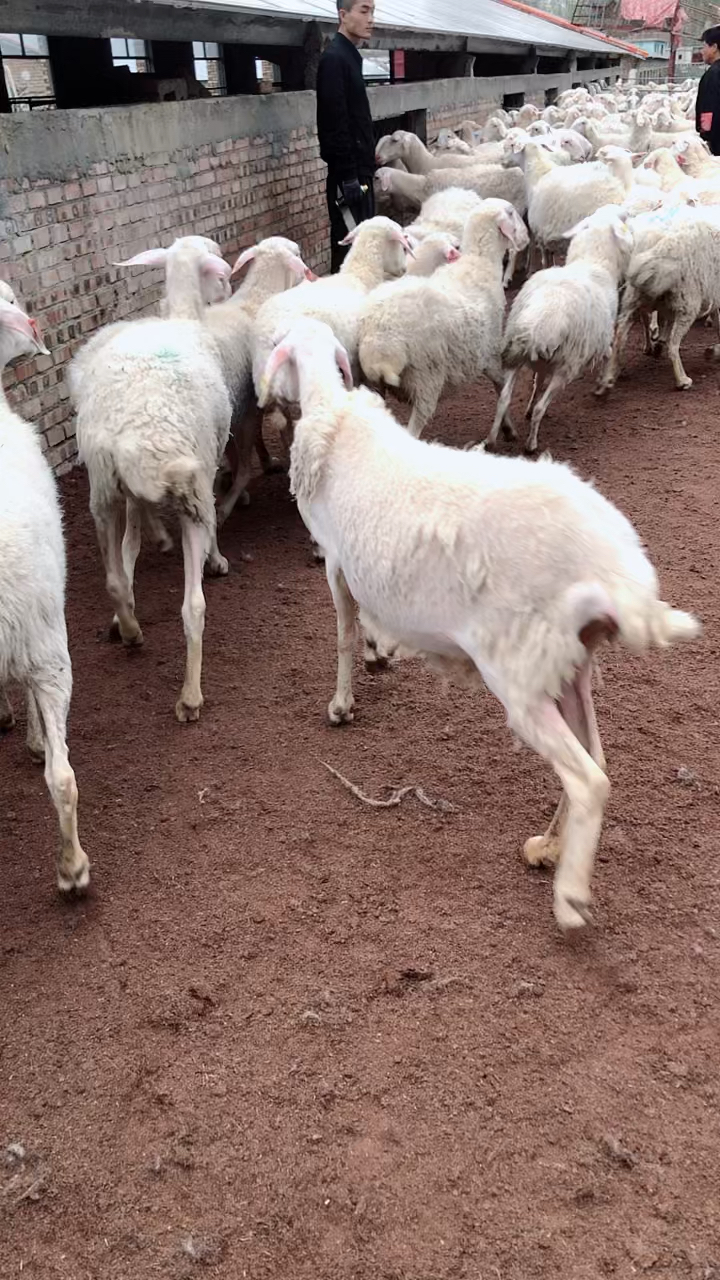 挑羊开始了,对牙湖羊怀孕母羊