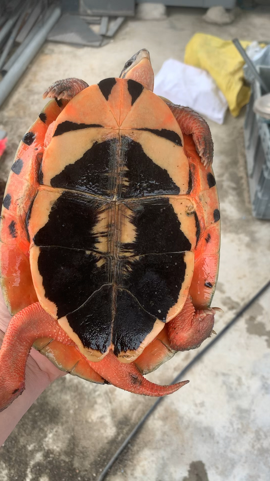 金钱龟越南极品大米.成熟公