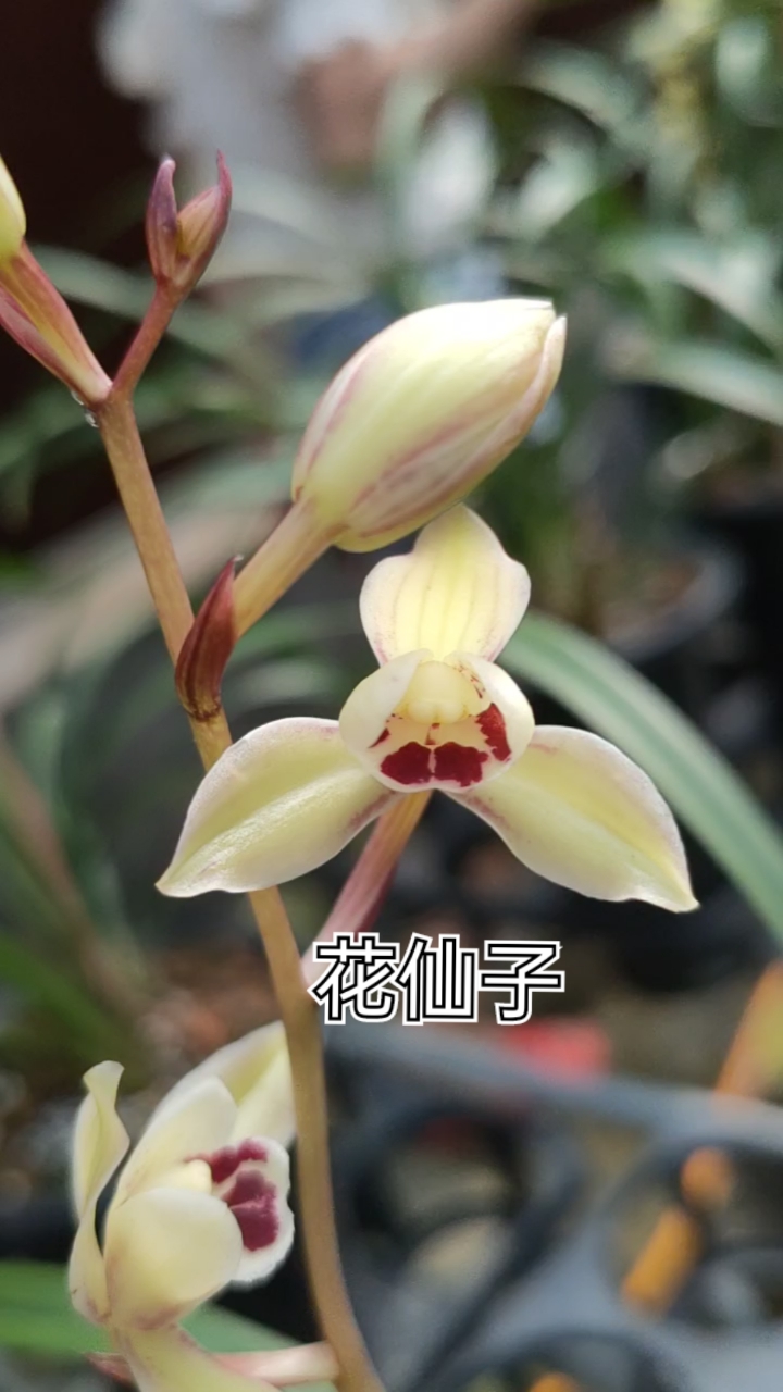 花仙子#建兰#兰花#闽众兰花#自然色