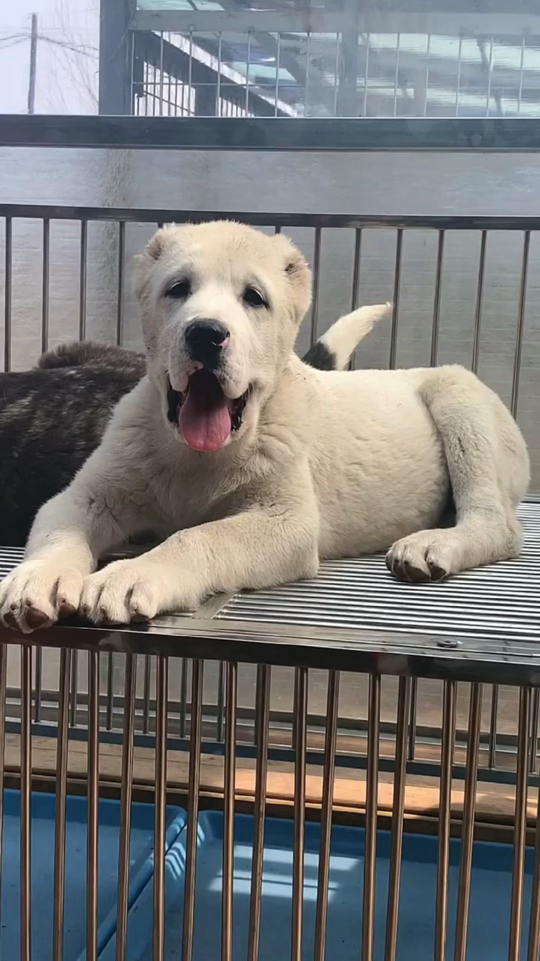 中亚牧羊犬大头版中亚幼犬