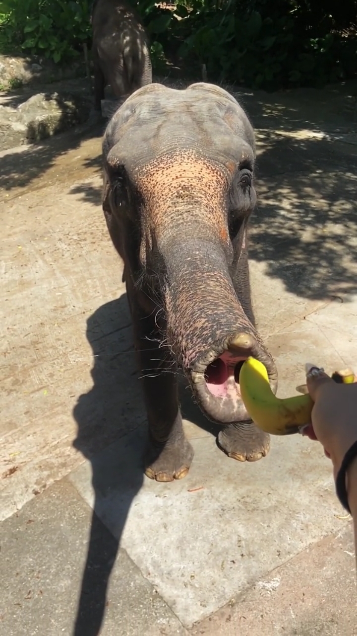 喂大象吃香蕉,美美哒