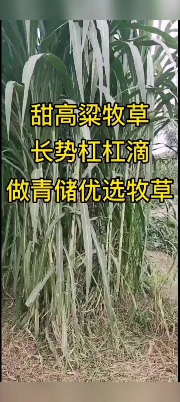 高产牧草种子#甜高粱,甜高粱牧草,牧草,牧草种子,牧草养殖,牧草种植