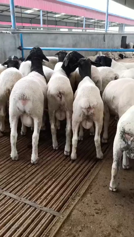 黑头杜泊种公羊,一只好的种公羊能配十多只母羊,公羊的好坏决定一群羊