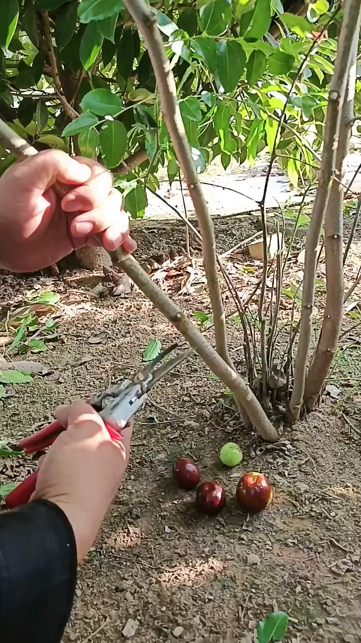 枣树嫁接技术最简单易学的3种枣树嫁接技术
