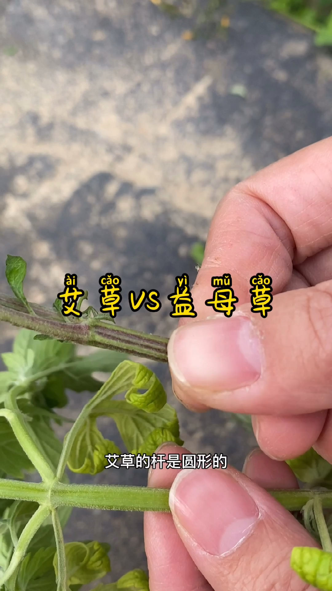 记录我的农村生活很多人分不清楚艾草和益母草的区别