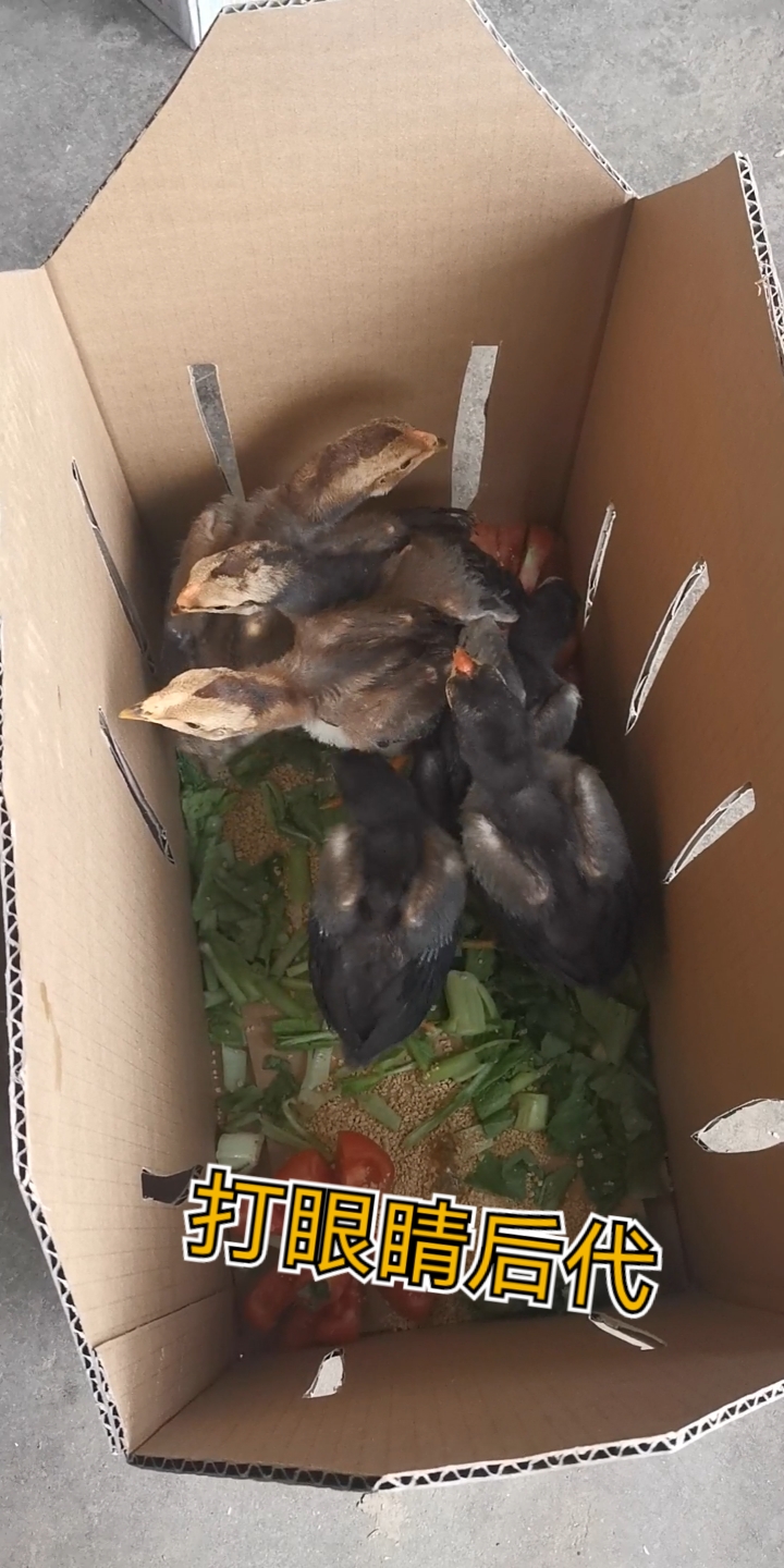 斗鸡#大赛后代鸡苗,种公专门打眼睛,超重腿,打腿透骨点位准,高端斗鸡
