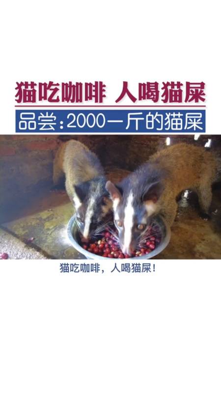 扫码下载全民小视频 本田一郎1天前 傻啊还果子狸,这是麝香猫,属大