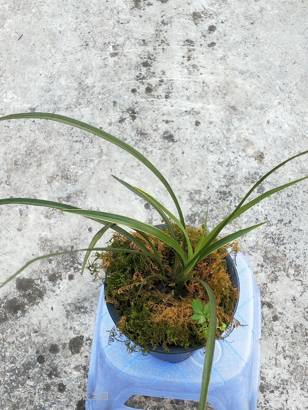 兰花#2019年11月18的下山宽叶莲瓣兰,以来花苞,赌你花上艺,期待开花