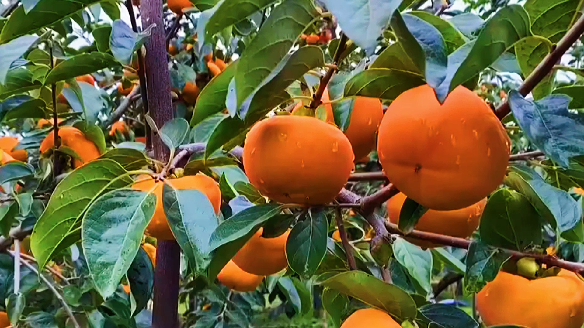 舌尖上的乡村美食陕西阳丰脆甜柿子无核无籽削皮后直接吃