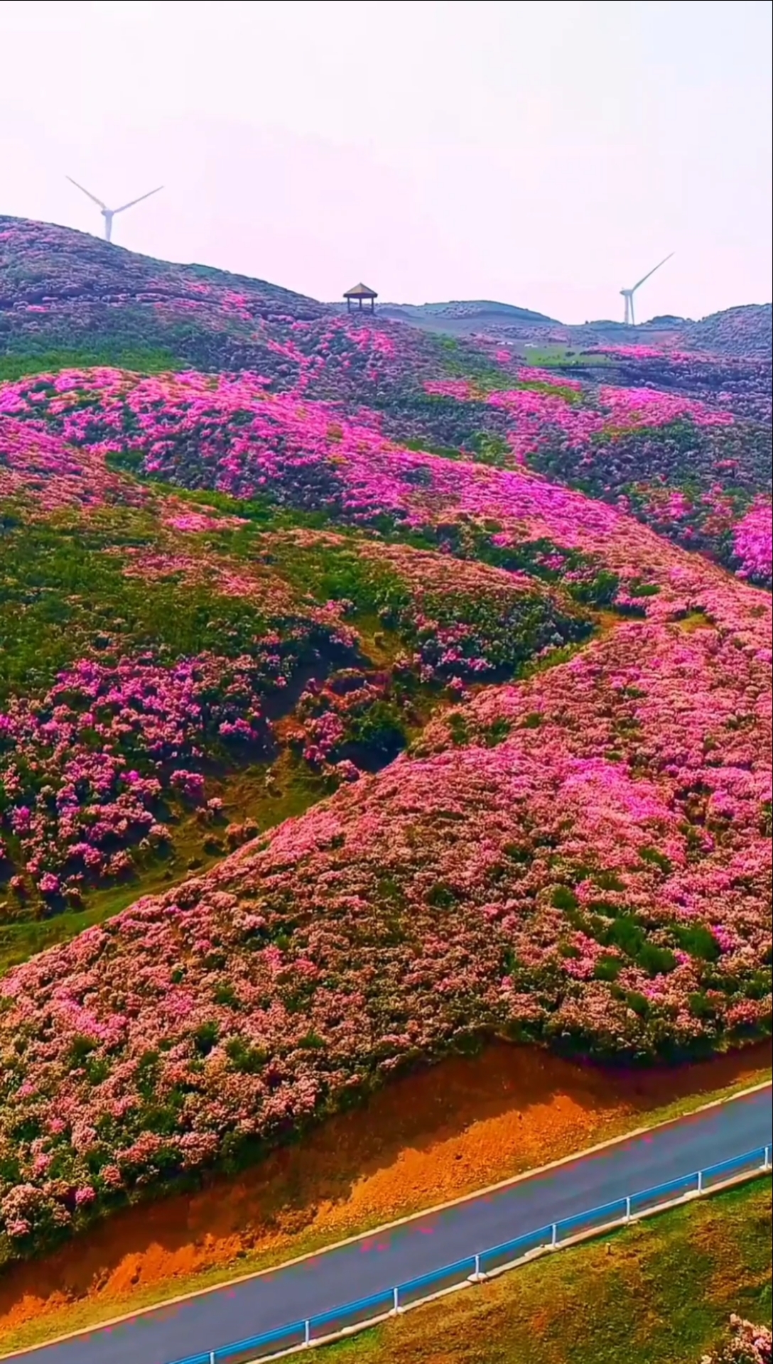 春天开的花#春天来了,百里杜鹃花可以坐直升机观看哦