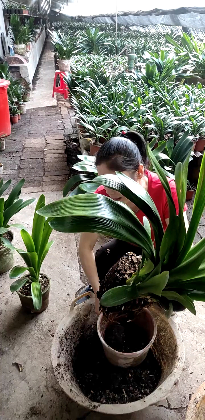 君子兰橘红色大桥九九艳阳天,换盆移栽-度小视