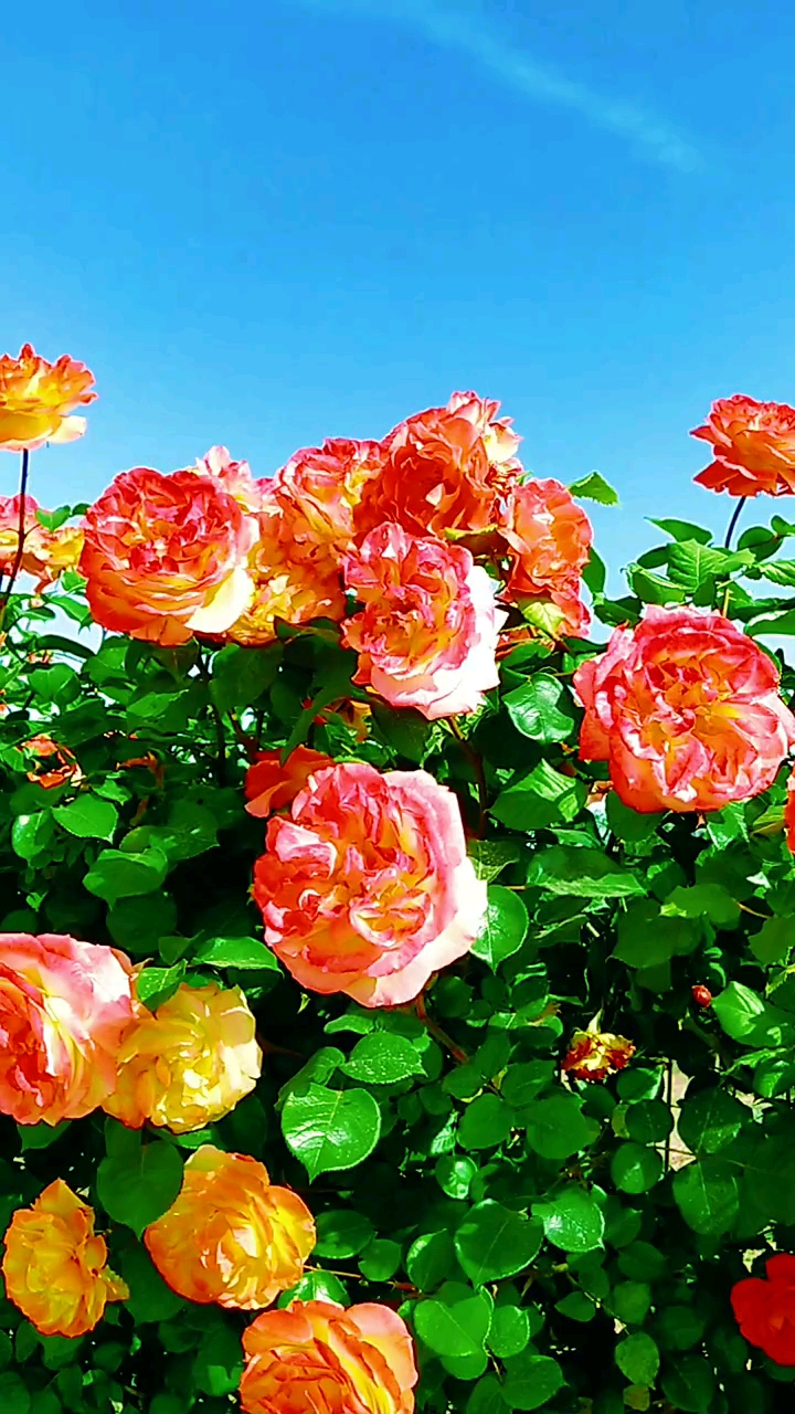 若心怀明媚,花草树木均可入诗,云烟雨雪都可入画,走过路过的均是风景.