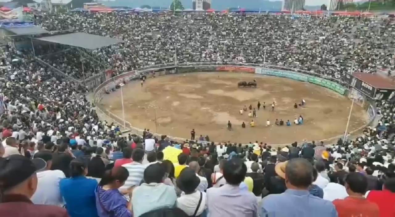 贵州白午斗牛城,人气最高值