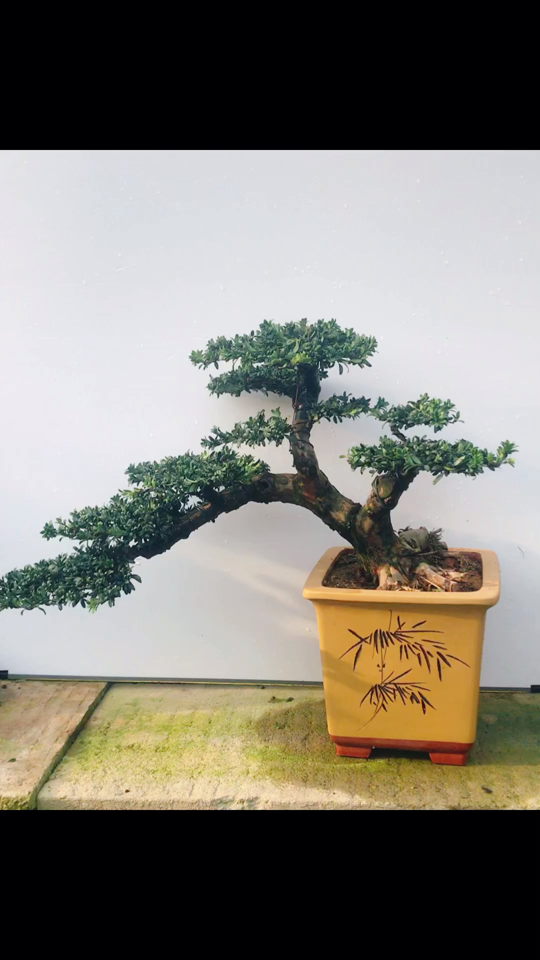 邻水造型的罗汉松