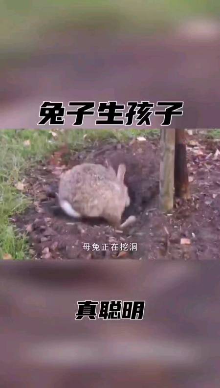 動物世界#兔子媽媽生寶寶後,竟然用泥土把洞口封住,並且還要把泥土