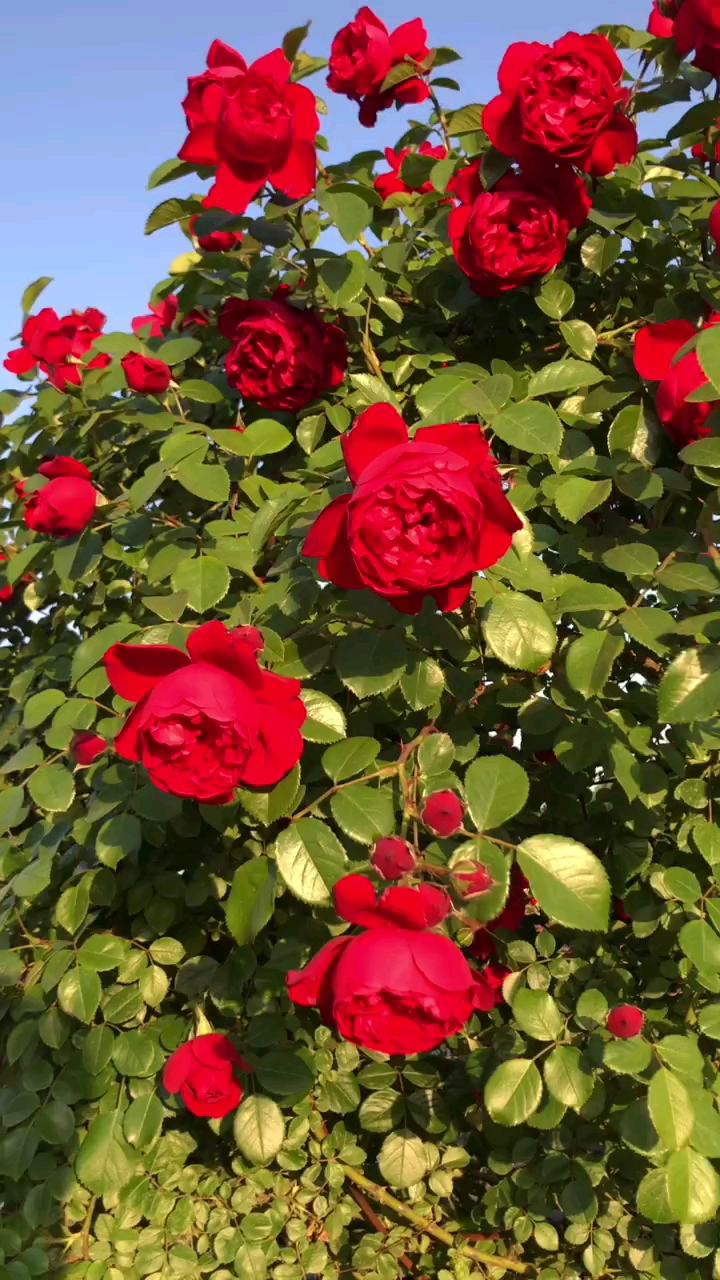 爬藤欧月佛罗伦蒂娜大花浓香型