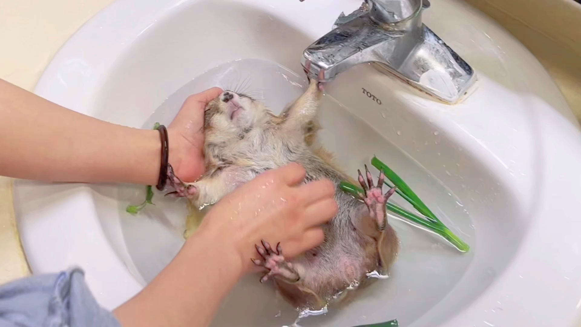 给土拨鼠洗澡了!这个大老鼠吓死了