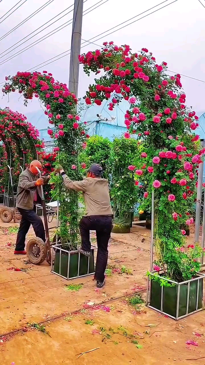 鲜花拱门图片大全真实图片