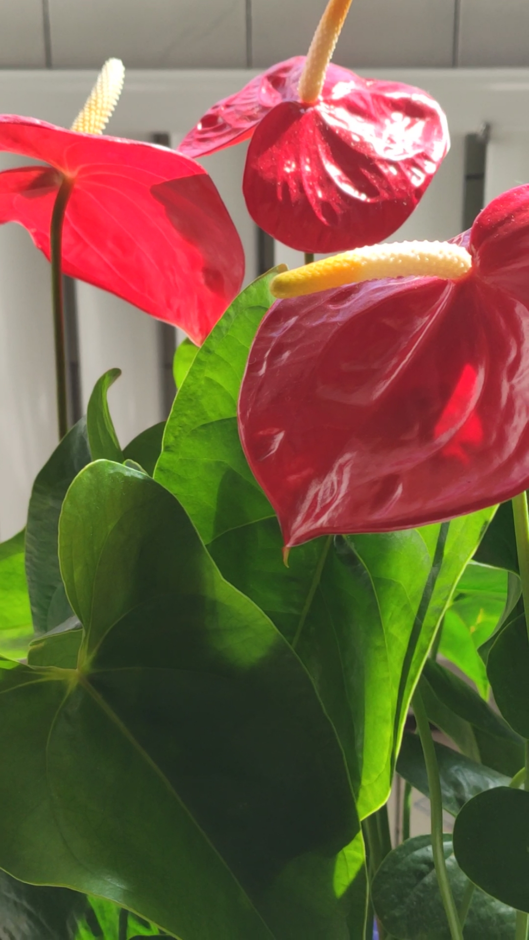 该减肥了#大红掌