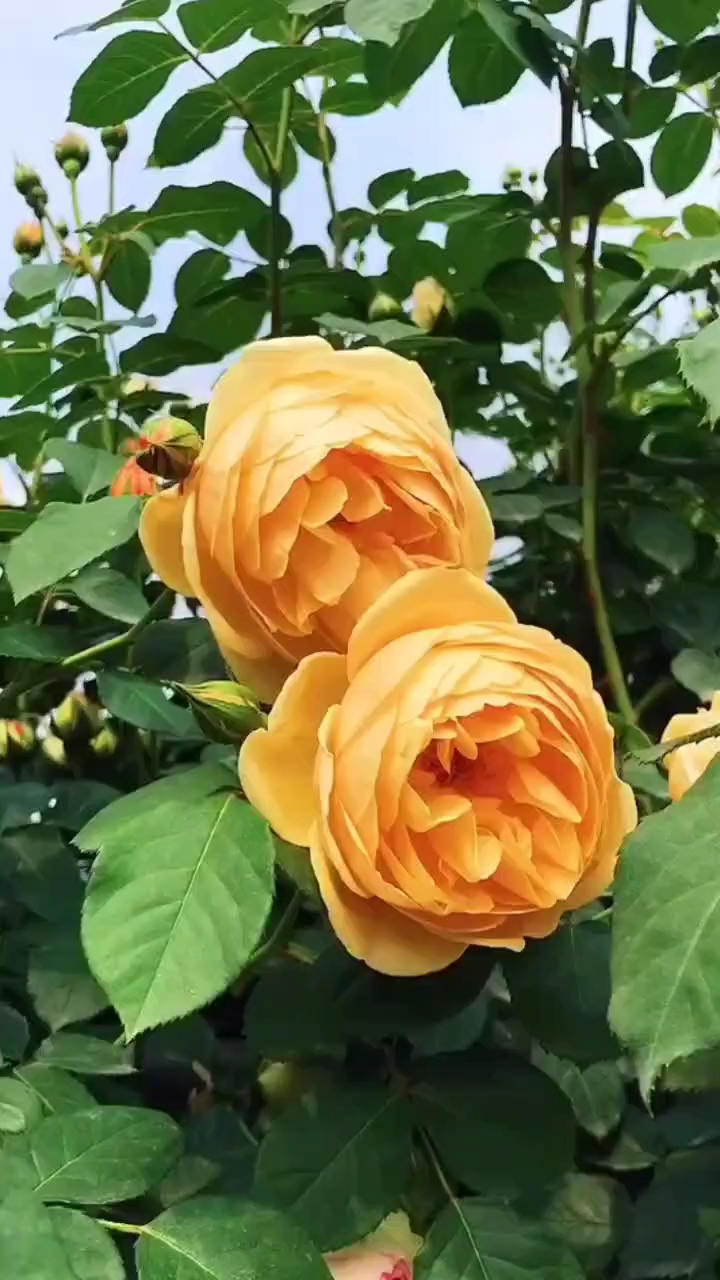 爬藤月季系列欧月黄金庆典