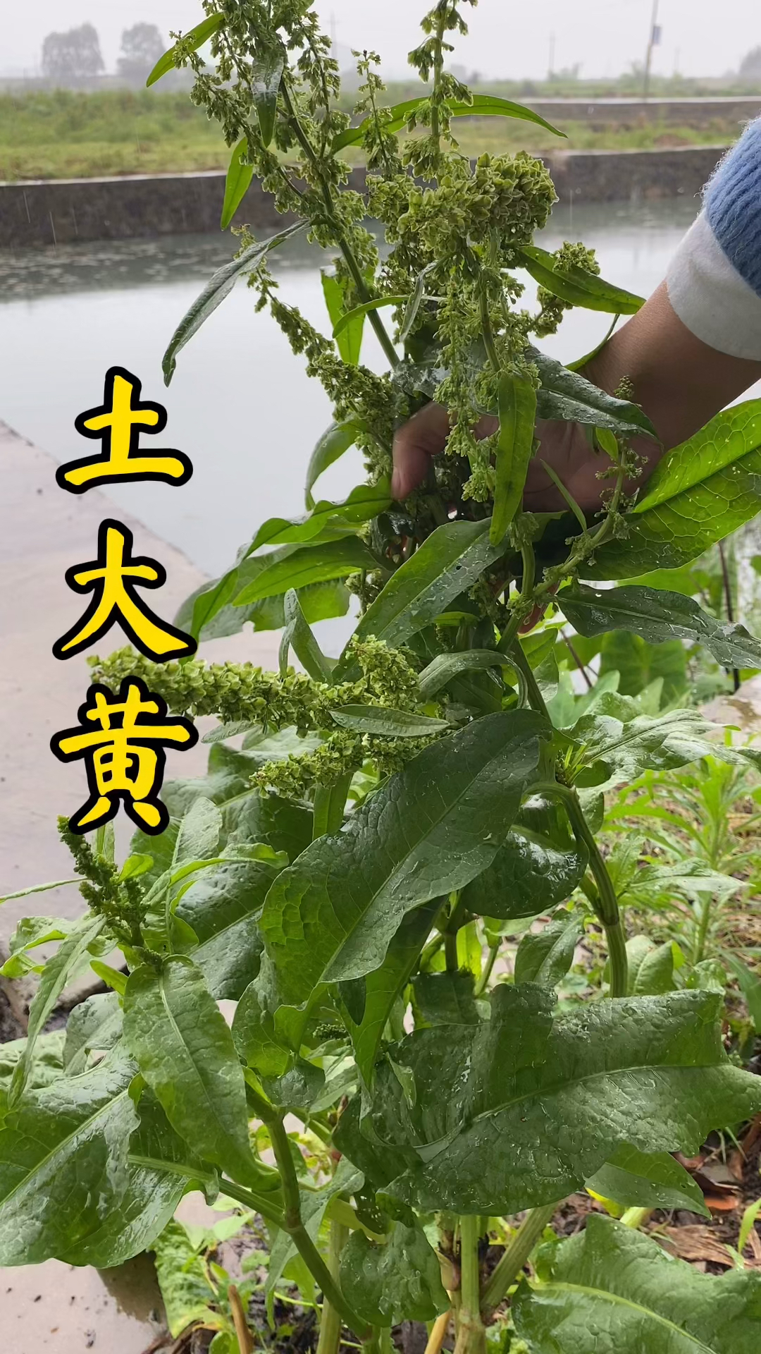 农村生活农村事#农村普通的土大黄