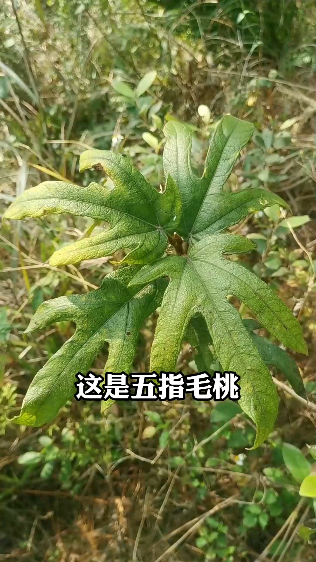 五指毛桃也叫五指牛奶,你见过吗