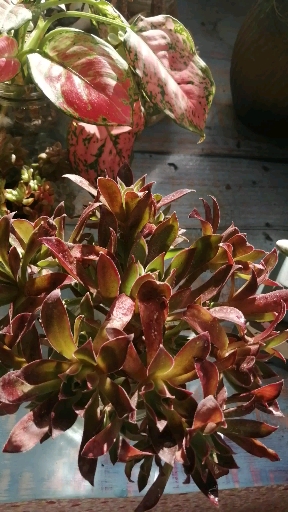 我的小花园#水培火凤凰法师