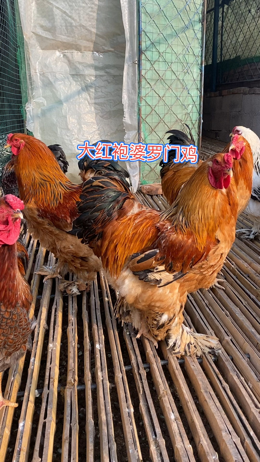 红色婆罗门鸡红色婆罗门鸡