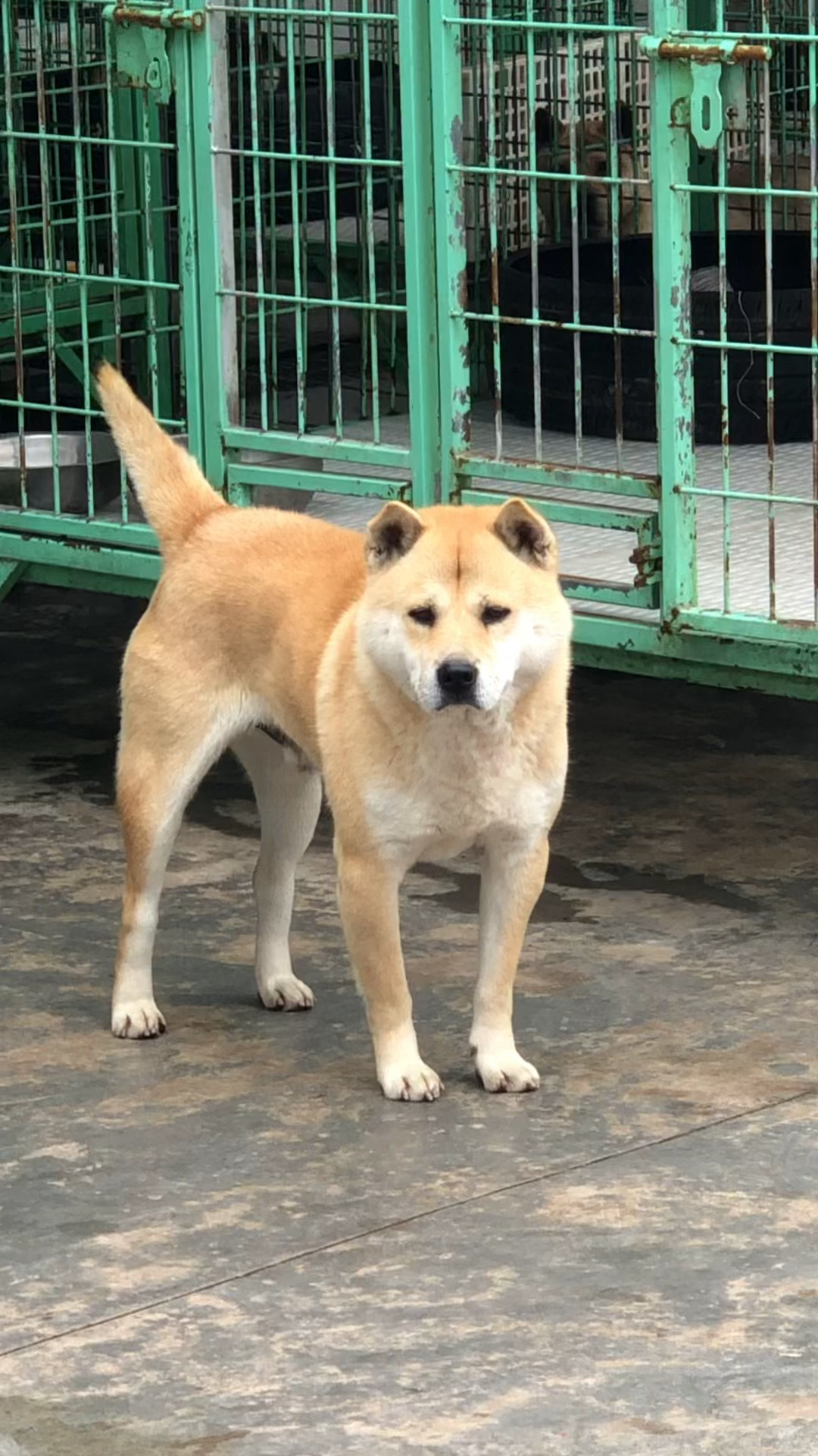 中华田园犬#人无完人,狗无完狗.