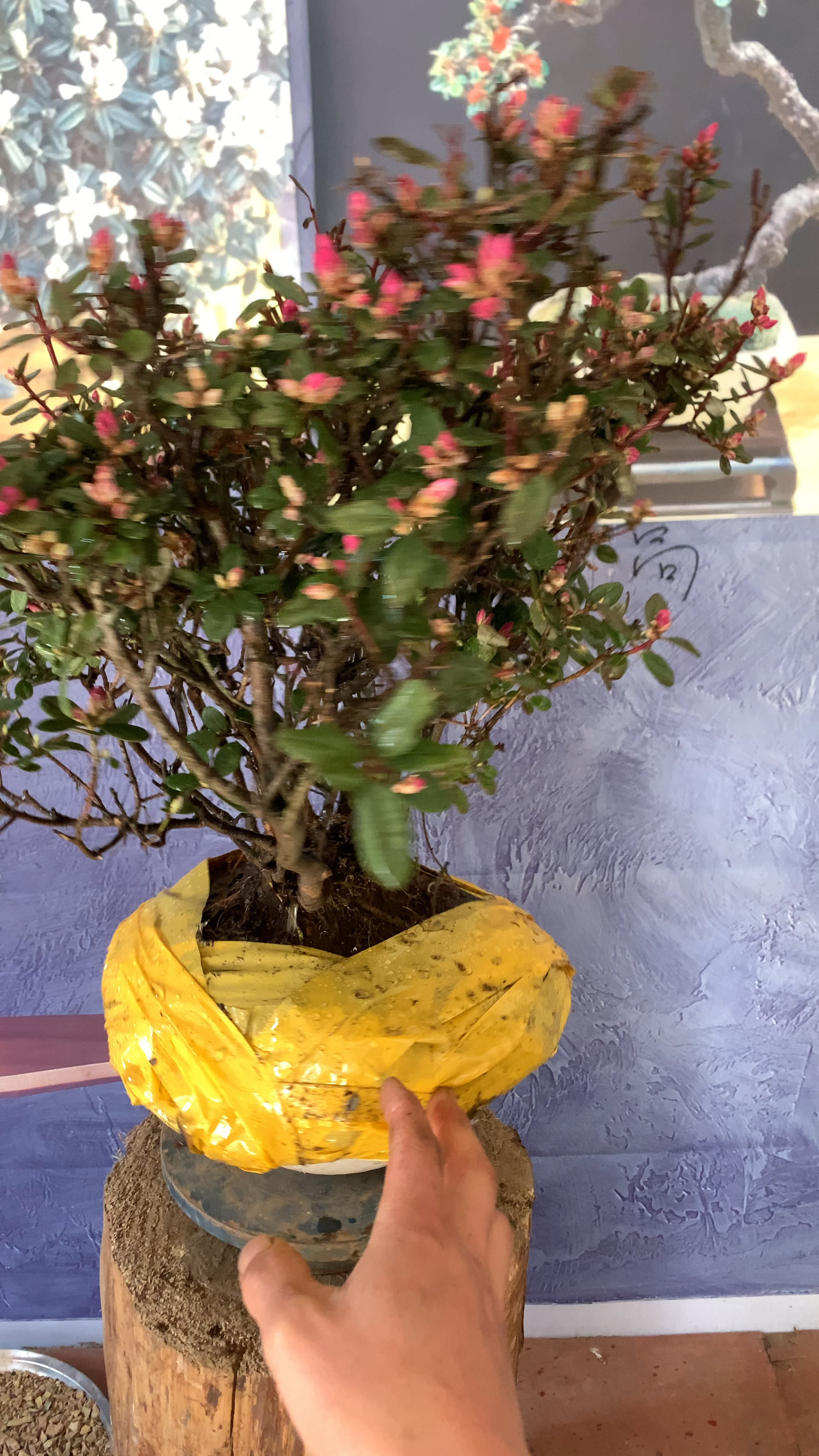 米叶杜鹃喜欢双击加关注