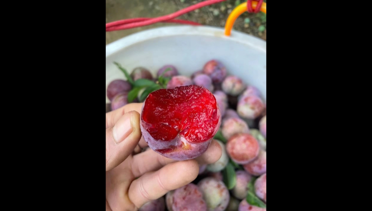 早期李子一整棵树上熟的不多,青青小小的5月底才成熟大量上,保证每天