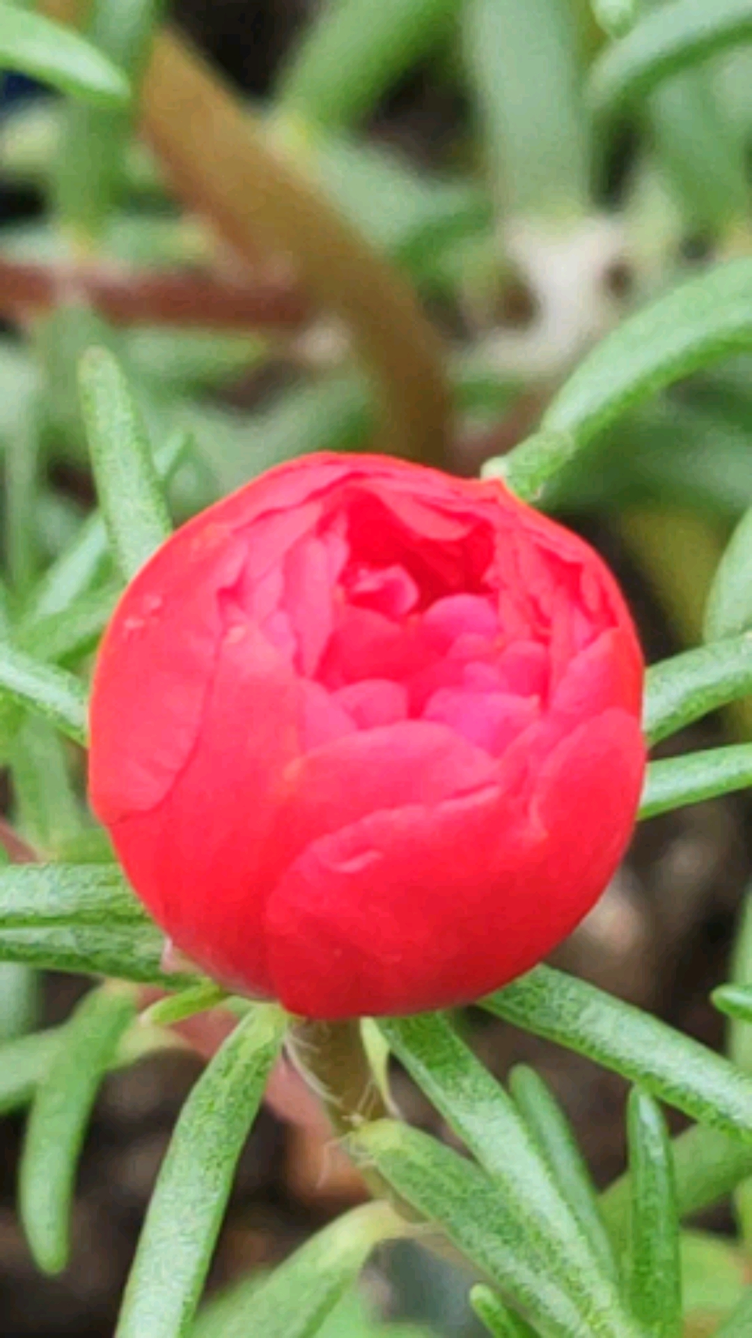 夏日穿搭#红色的马蛇菜