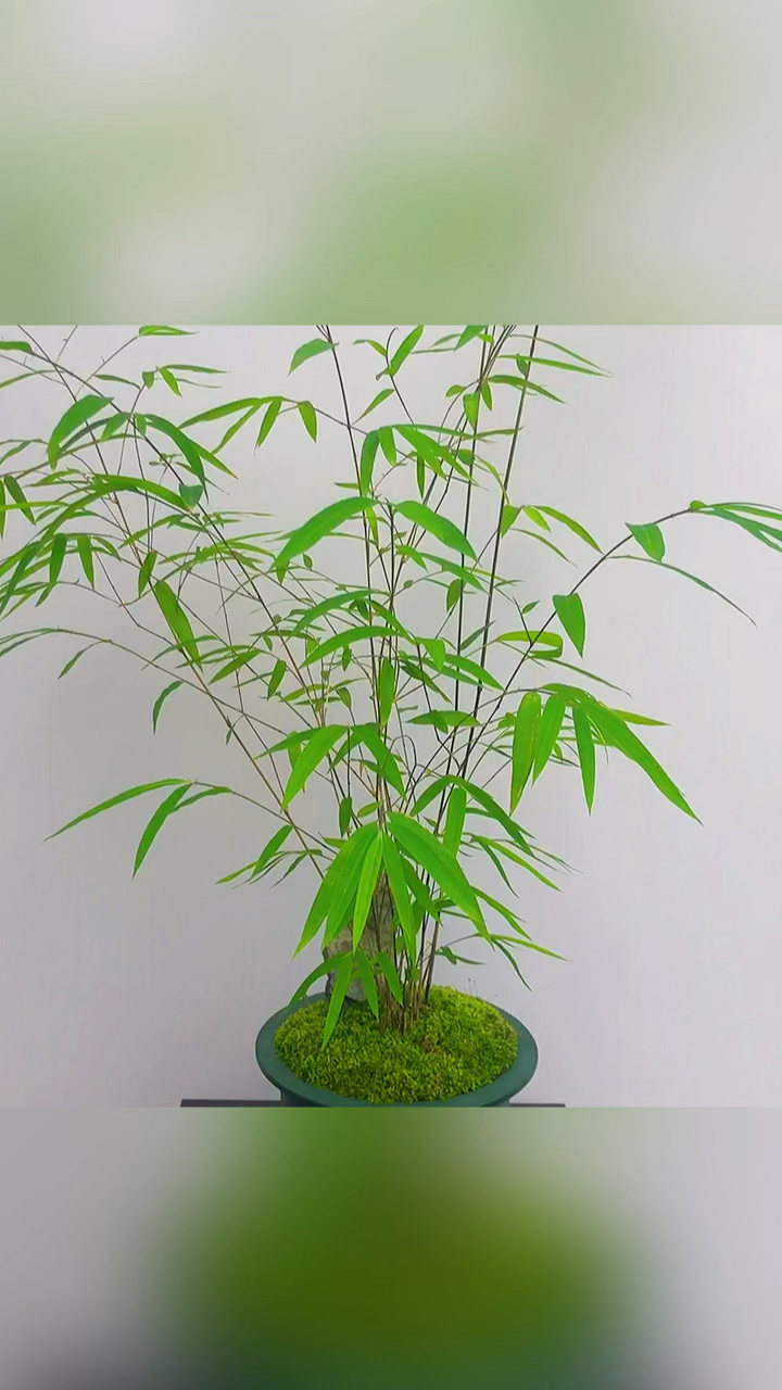 超级种草官挑战赛#盆栽植物#内门竹-度小视
