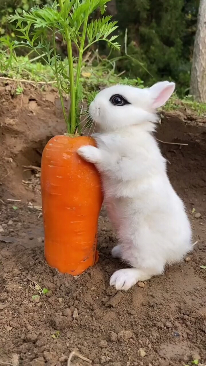 小白兔吃胡萝卜的样子也太可爱了吧