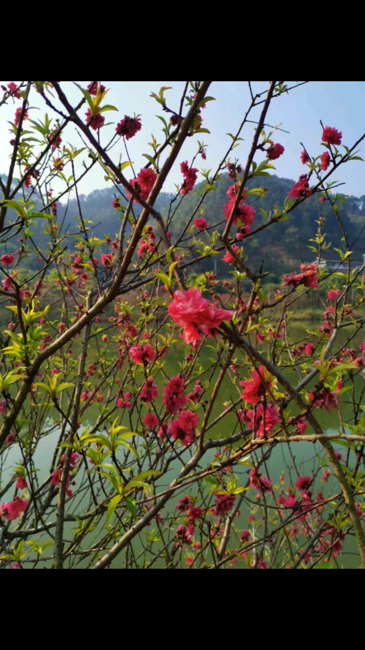 三月桃花开,朵朵鲜红靓又靓