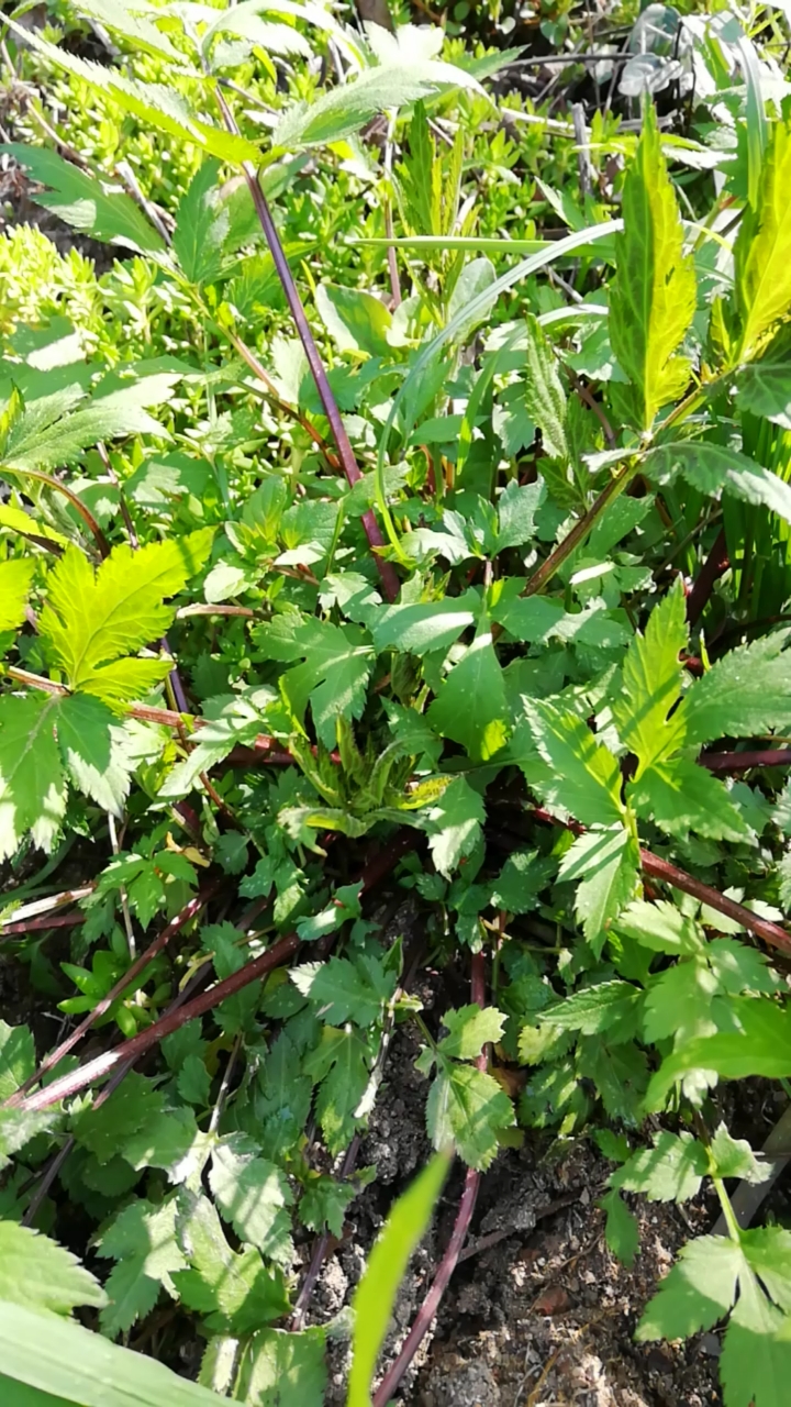 九华山野生药材白苞蒿!