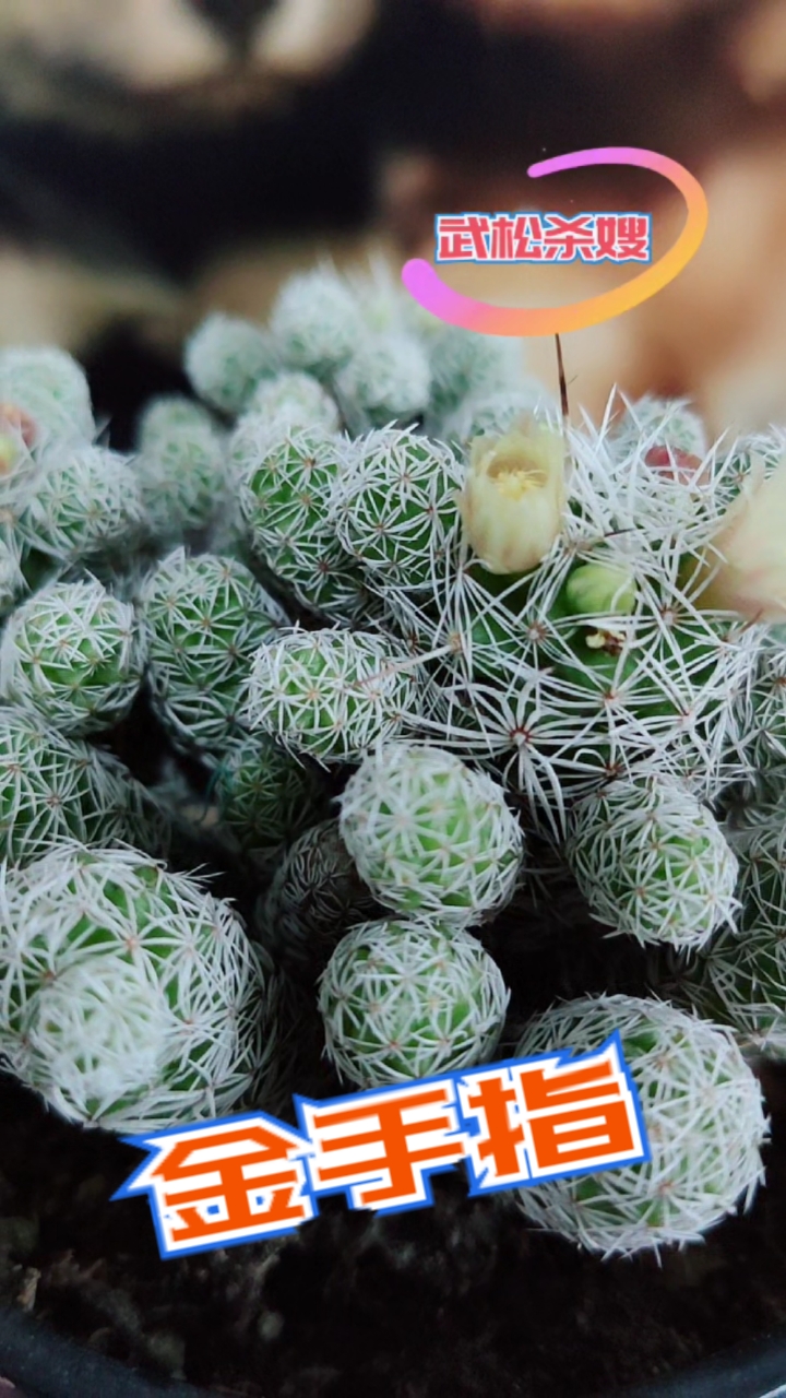 不一样的人生#金手指又开花啦