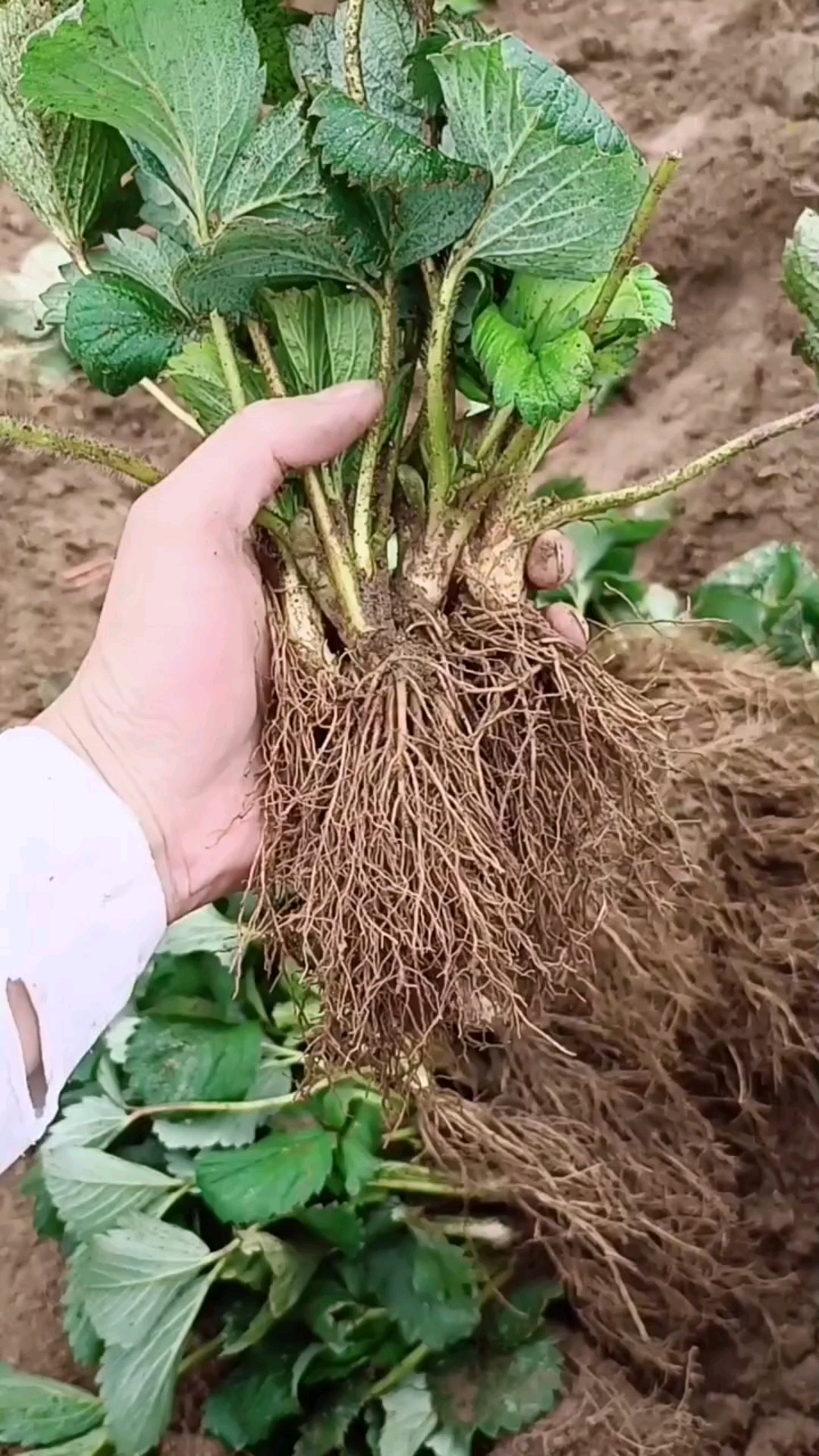 假植草莓苗根系发达苗木粗壮