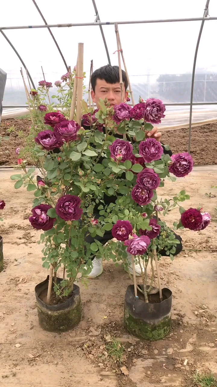 合唱团爬藤月季四季开花大花浓香型花卉