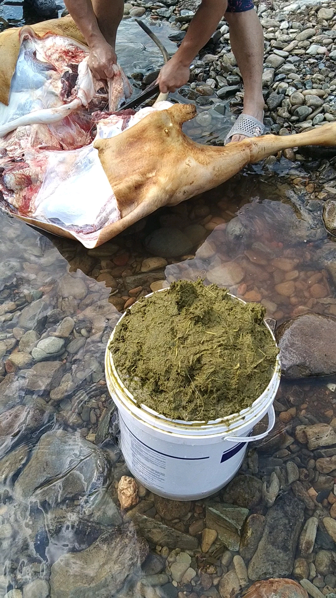 贵州凯里人最喜欢吃的牛屎一起炒肉味道,资料记载里面有百草中药.