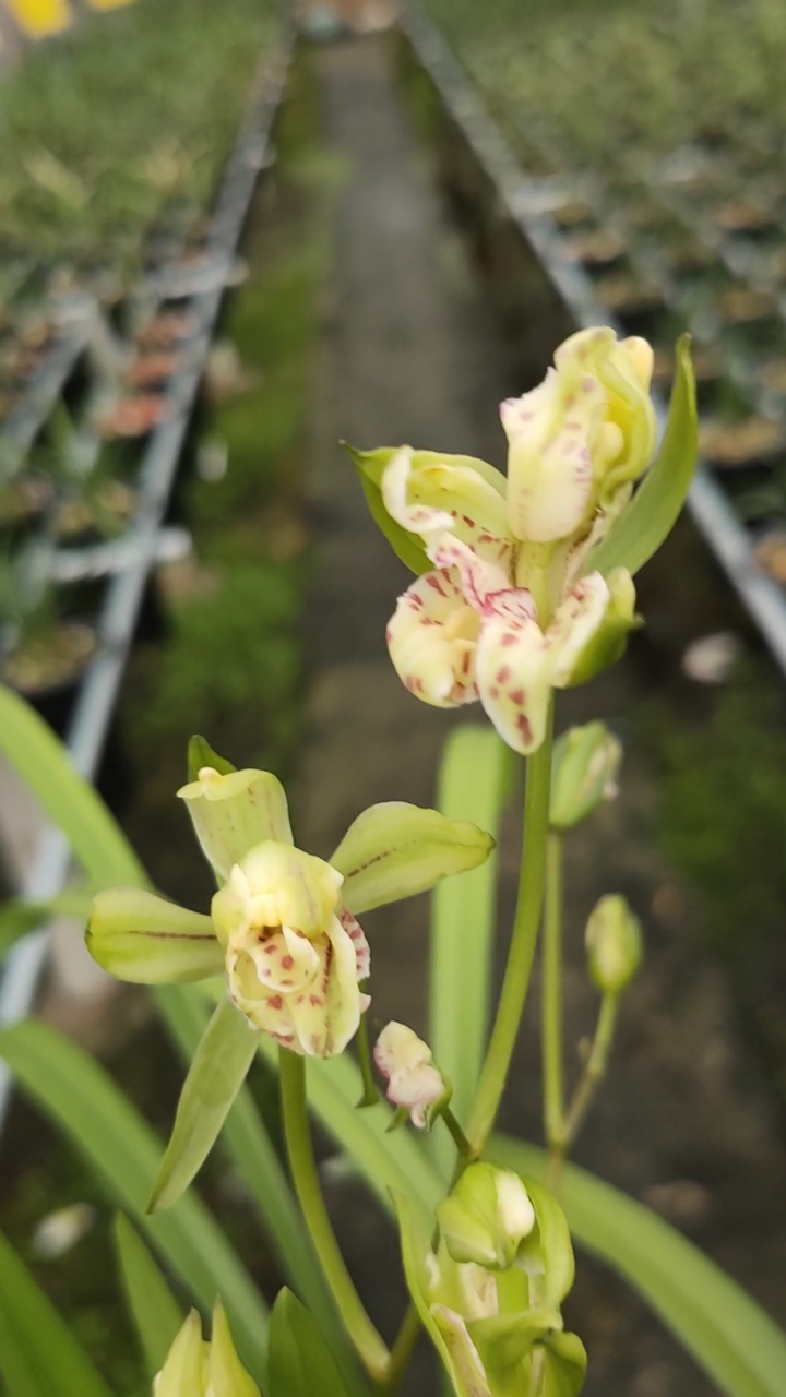 岭南奇蝶建兰奇花花香已结缘