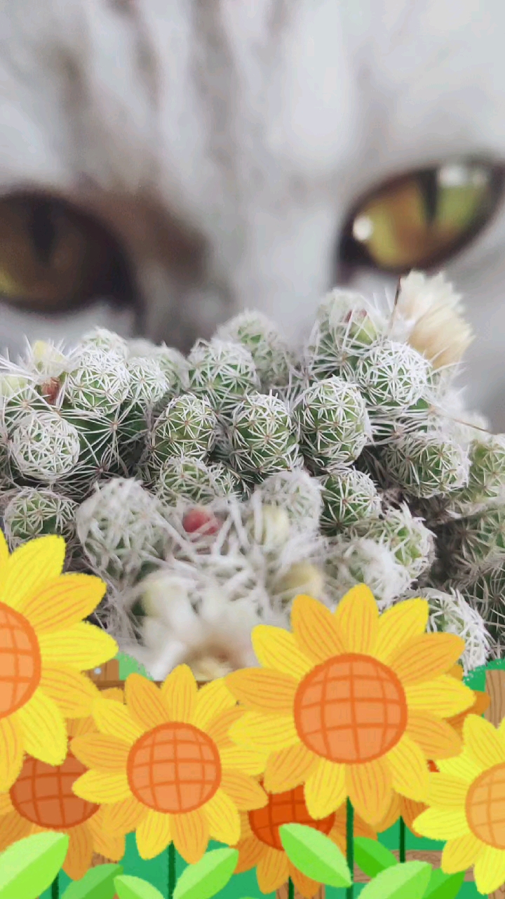 爱笑的向日葵金手指开花啦